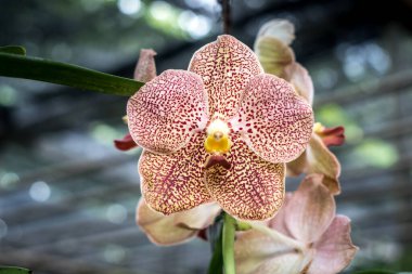 Bulanık arkaplan ile Ivorl ve kırmızı orkide