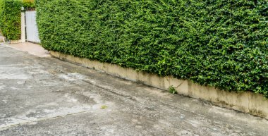 Beton yolu olan yeşil bitkilerin perspektifi