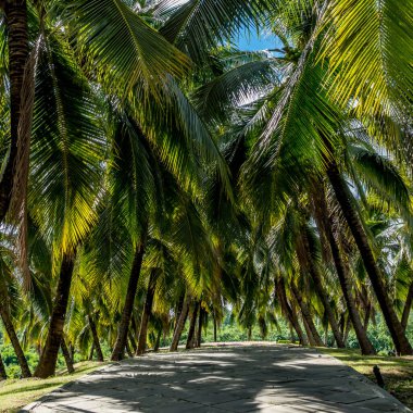 Mavi gökyüzü arkaplanlı yeşil hindistan cevizi ağaçlarının resmi
