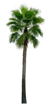 Yeşil palmiye ağacı beyaz arkaplanda izole