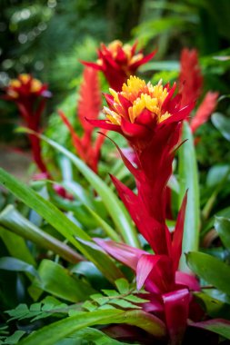 Bromeliaceae çiçeğinin üst görüntüsü