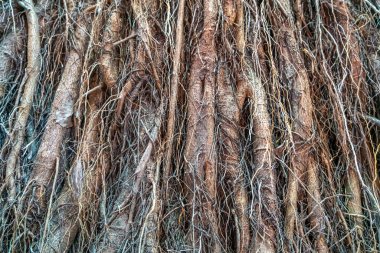 Büyük Ağaç kökleri basit arkaplan