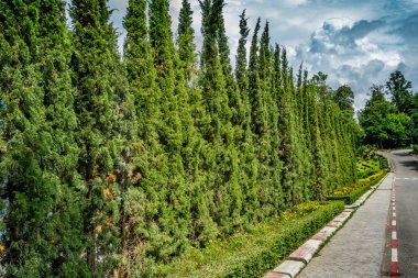 Asfalt yollu yeşil çimenlerin yamacında çam ağaçları
