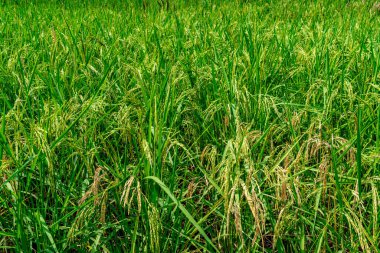 Green Paddy Tayland 'da dosyalanmış.