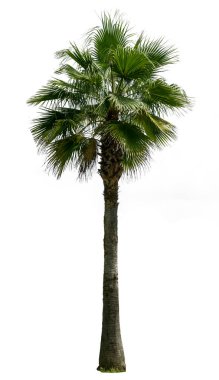 Yeşil palmiye ağacı beyaz arkaplanda izole