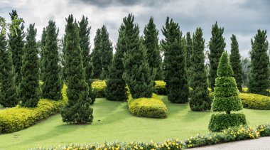 Yeşil çimen yamacında çam ağaçları