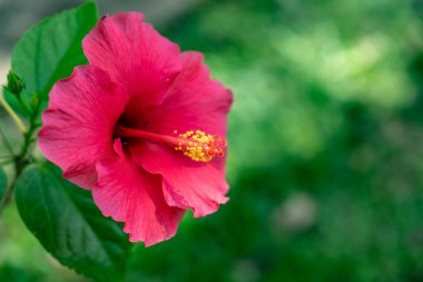 Bulanık yeşil yapraklar üzerinde parlak pembe amber çiçeği