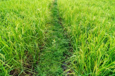 Paddy 'nin işlediği pirinç yolu.