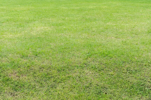 Green Grass Texture Background — Stock Photo, Image