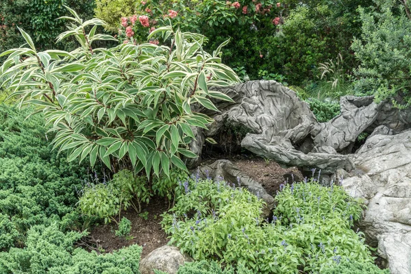 Bellissimo Giardino Con Foglie Verdi Roccia — Foto Stock