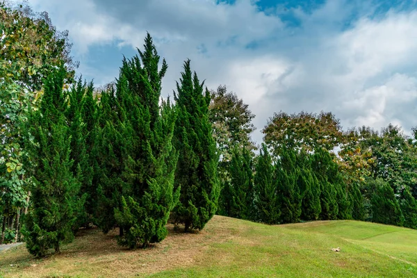 Pinos Ladera Hierba Verde — Foto de Stock