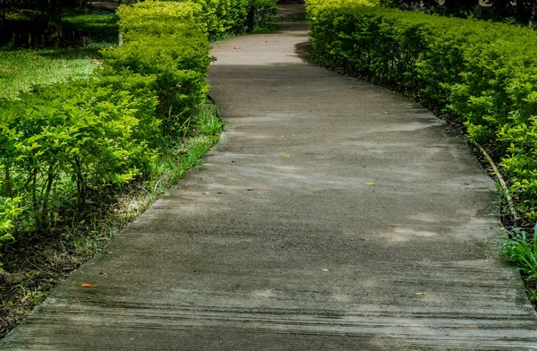 Caminho Concreto Com Sebe Arbusto Aparada Verde Parque — Fotografia de Stock