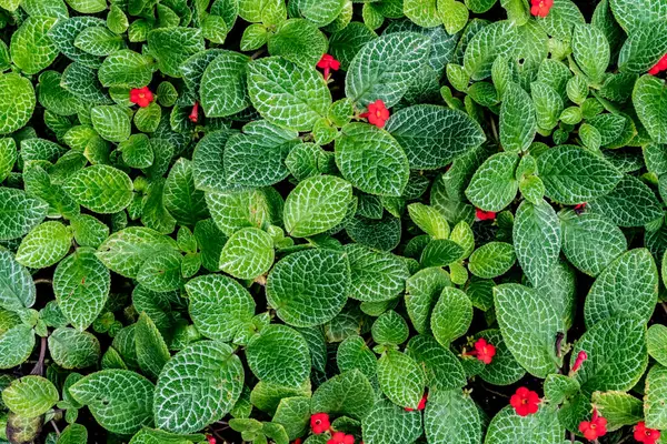 Groene Bladeren Planten Vloer Met Kleine Rode Bloemen — Stockfoto