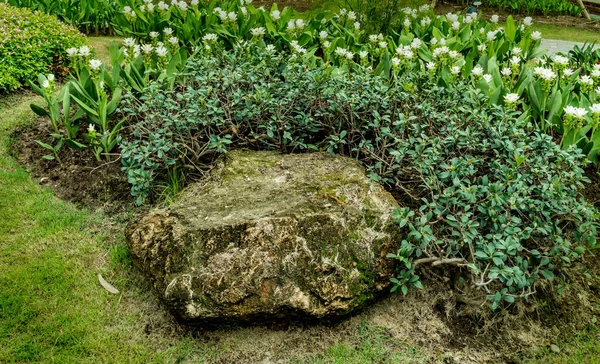 Bellissimo Giardino Con Foglie Verdi Roccia — Foto Stock