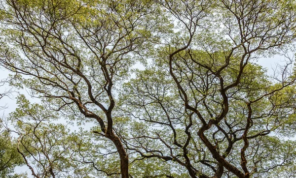 大きな木の枝と葉が頭の上に — ストック写真