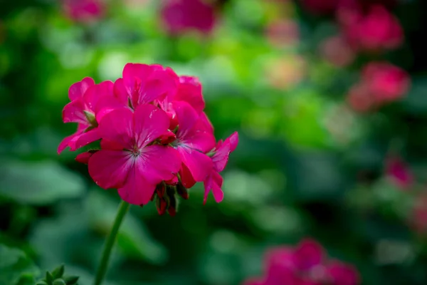 庭の緑の葉の背景がぼやけているマゼンタのハイドラの花 — ストック写真