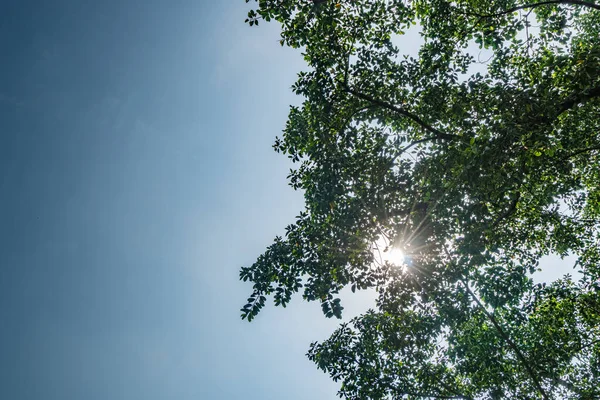 Vrchol Zelených Stromů Modrou Oblohou — Stock fotografie