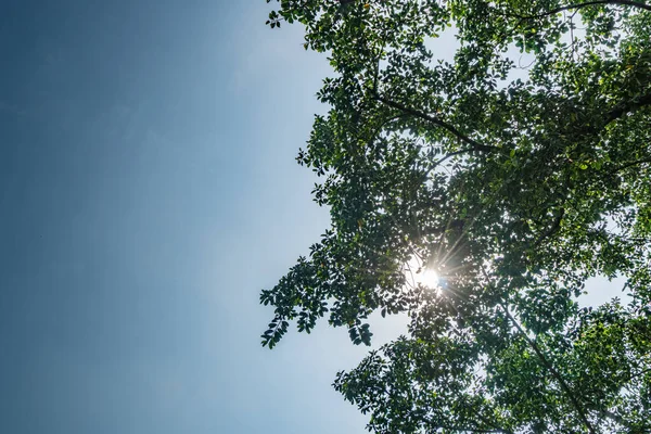 青空が広がる緑の木々の上 — ストック写真