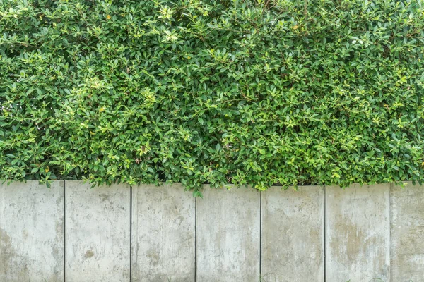 Beton Kaplamalı Yeşil Yapraklar — Stok fotoğraf