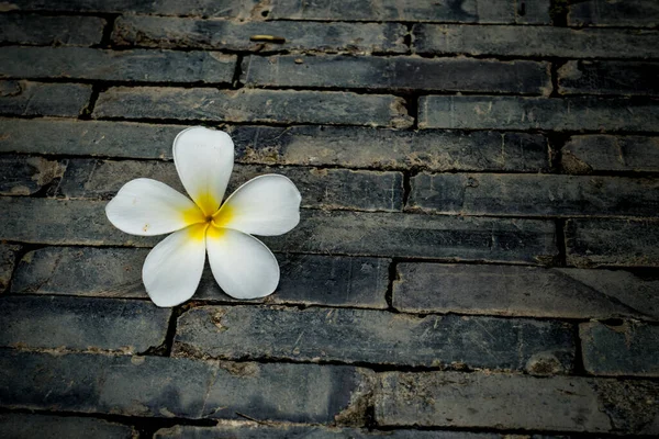 Plumeria Flor Branca Chão Tijolo Preto — Fotografia de Stock