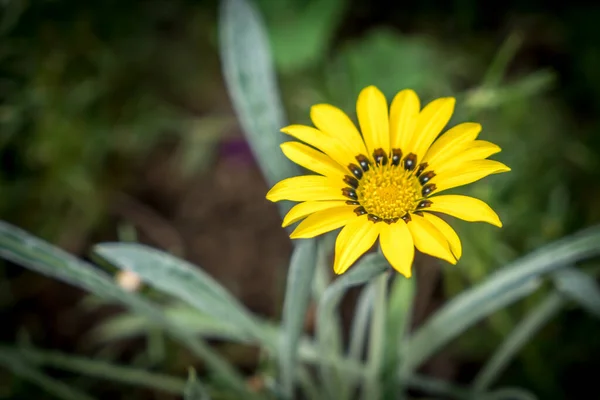 Gelbe Blume Auf Grünem Hintergrund — Stockfoto