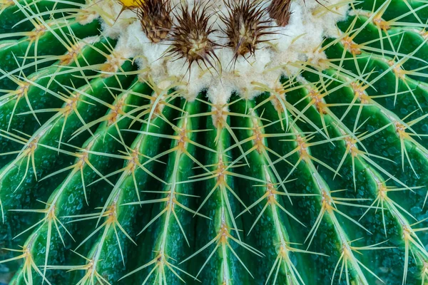 Close Top View Green Cactus — Stock Photo, Image