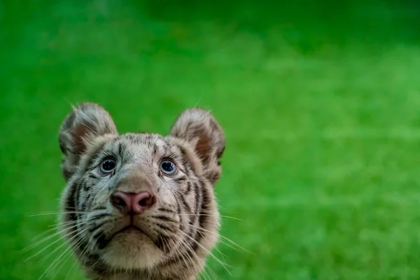 Lustiges Gesicht Des Jungen Weißen Tigers Auf Grünem Hintergrund — Stockfoto