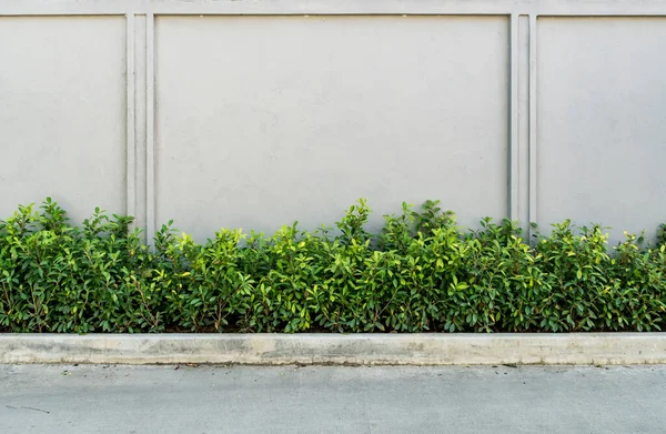 Ancienne Clôture Béton Brun Avec Des Plantes Vertes — Photo