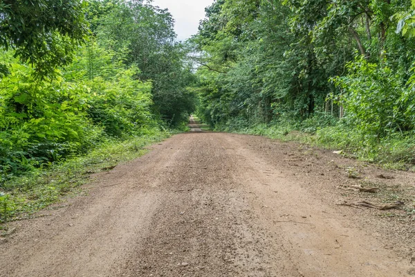 Polvere Strada Campagna Con Alberi Verdi — Foto Stock