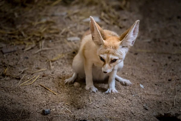 Imagen Fennec Fox Zoológico — Foto de Stock