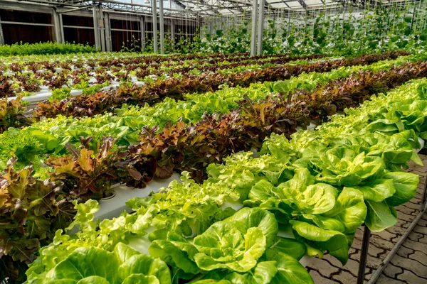 Laitue Verte Fraîche Dans Une Ferme Hydrophonique — Photo