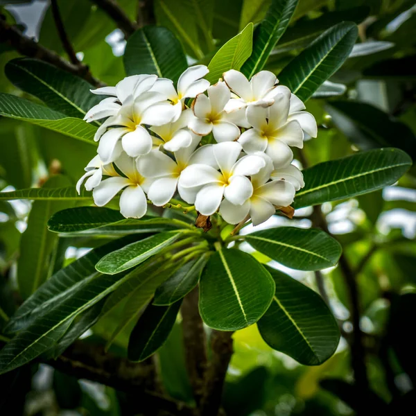 Plumeria Bloemen Met Groene Bladeren Achtergrond — Stockfoto