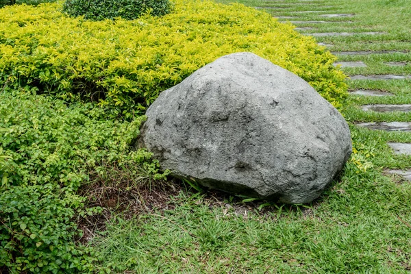 Zielone Świeże Liście Ogrodzie — Zdjęcie stockowe