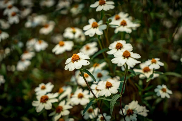 Imagen Flores Margarita Blanca — Foto de Stock