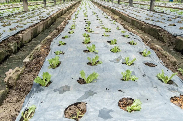 Spridning Grönsaker Växthus — Stockfoto