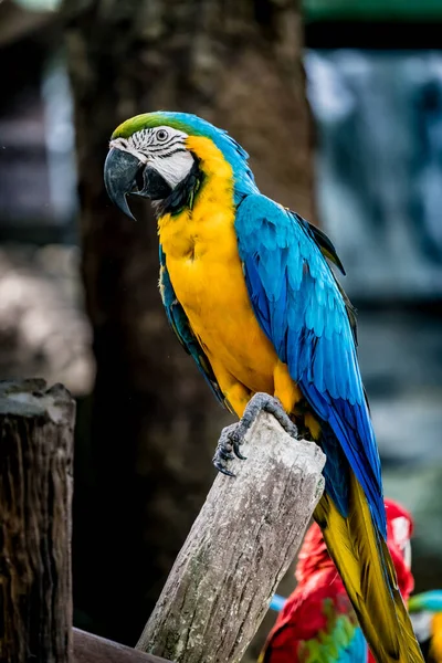 Imagen Guacamayo Colorido Rama — Foto de Stock