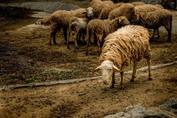 Sheep Rural Livestock Farm — Stock Photo, Image