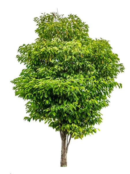 Yeşil Ağaç Beyaz Arkaplanda Izole — Stok fotoğraf