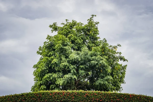 Green tree and trimmed bush in the park