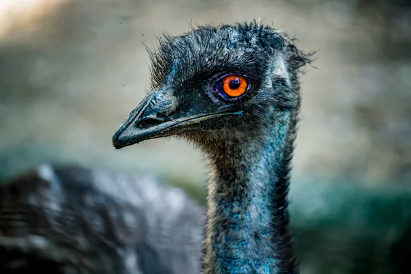 Close Image Emu Australia Bird — Stock Photo, Image