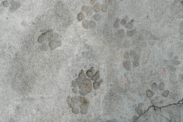 Hundefußabdruck Auf Betonboden — Stockfoto