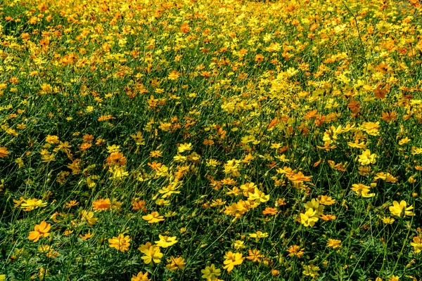 Campo Flores Cosmos Amarelas — Fotografia de Stock