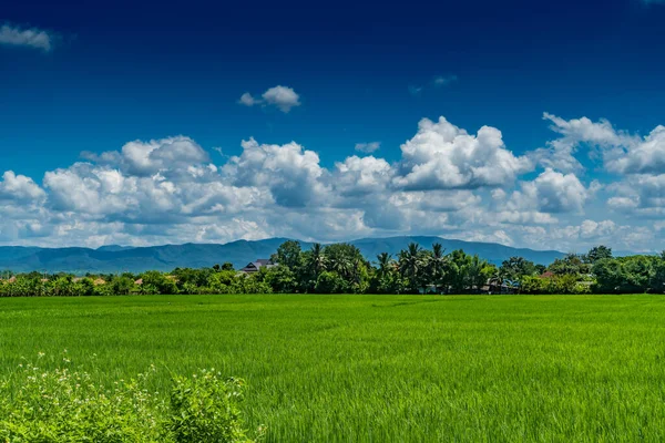 Зеленое Рисовое Поле Сельской Местности Таиланда — стоковое фото