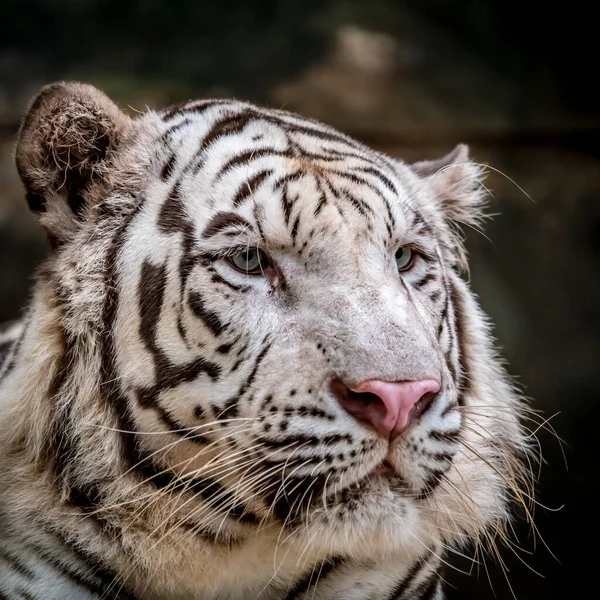 Imagen Primer Plano Del Tigre Bengala Blanco —  Fotos de Stock