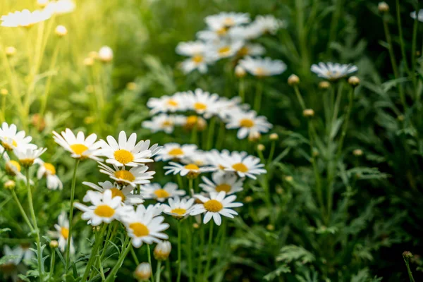 Imagem Flores Brancas Margarida — Fotografia de Stock