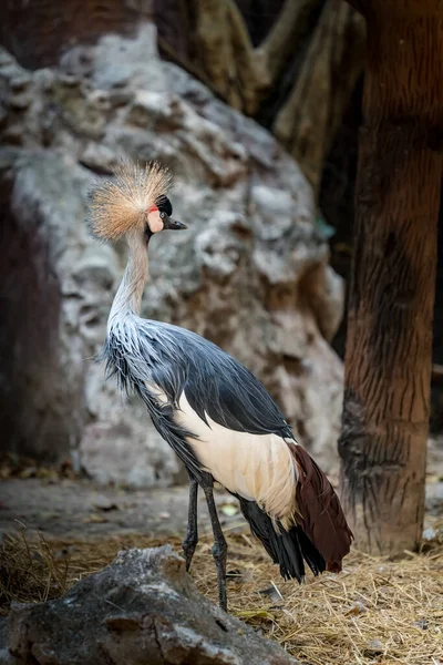 Image Crowned Crane Ground — Stock Photo, Image