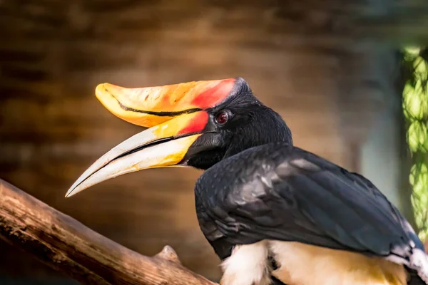 Hornbills Colorés Sur Branche — Photo