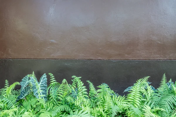 绿色蕨类棕色混凝土墙 — 图库照片