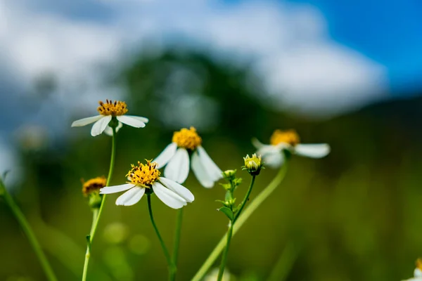 Flores Brancas Com Fundo Azul Verde Desfocado — Fotografia de Stock