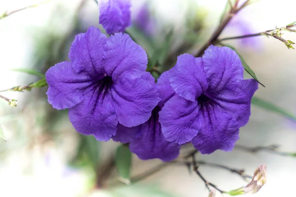 Violet Flowers Blur Background — Stock Photo, Image